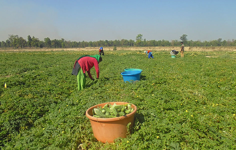 बाँकेको नरैनापुरमा भारतीय तरकारी विस्थापित ।