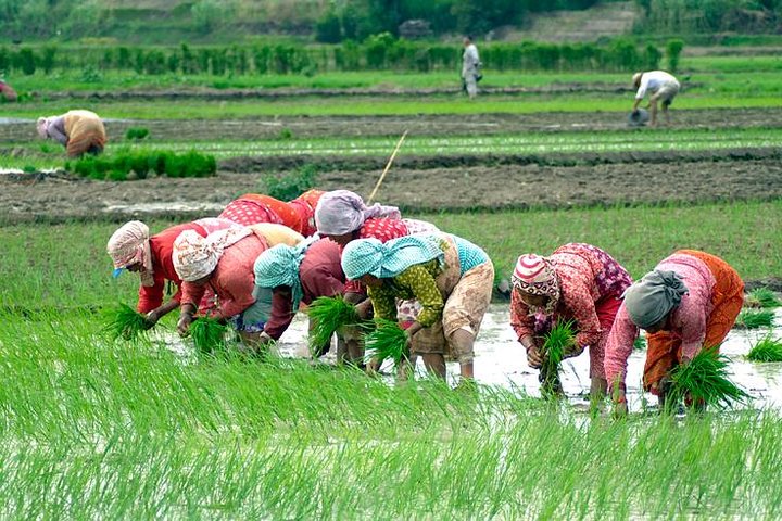 साउन दोस्रो सातासम्म देशभर ७७ प्रतिशत धान रोपाइँ