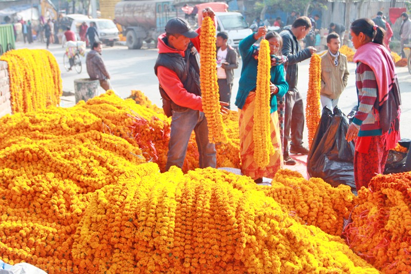 तिहार लक्षित फूल बिक्रीका लागि महानगरले तोक्यो ३२ विक्री स्थल