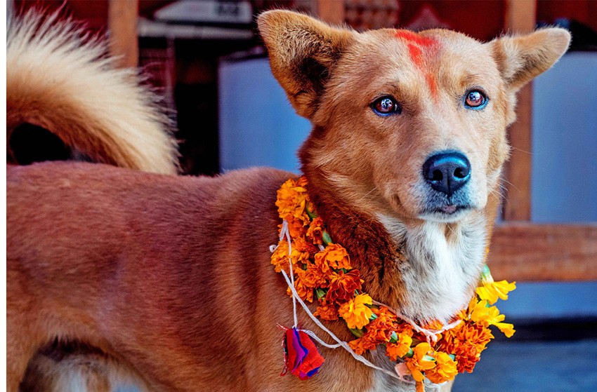 आज कुकुर तिहार मनाइँदै, नरक चतुर्दशी पनि आज